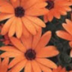 Meet your Posher, Sadie